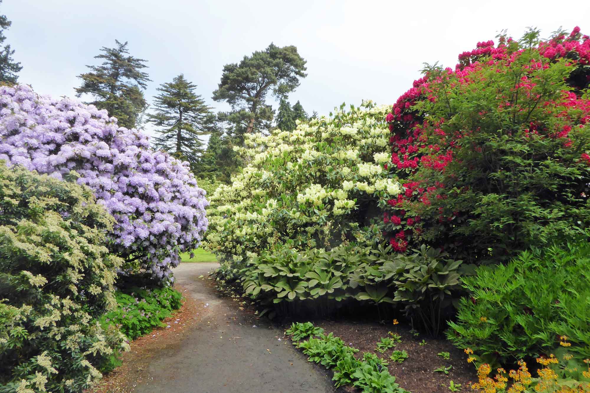 Rhododendron Glades in Springtime