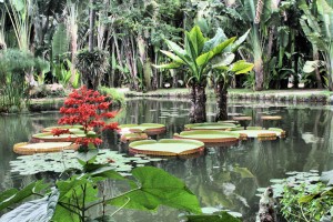 Ornamental lake with Victoria lilies