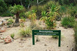 Australian National Botanic Gardens - Display of Australian grasses and lilies