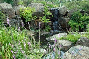 Australian National Botanic Gardens -Gullies provide attractive features