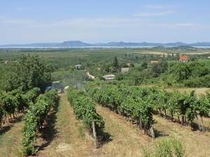 Vineyards on the Balaton southern shore
