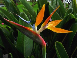 Close up of Bird of Paradise flower - Canon G15