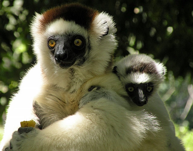 Sifaka lemur and baby