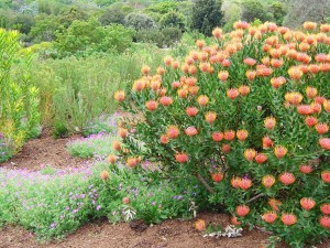 Lush fynbos vegetation