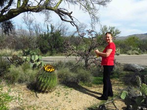 Flowering Barrel Cactus in Saguaro NP East