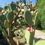 Prickly Pears in the Botanical Garden