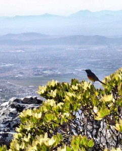 Sunbird on the summit of Table Mountain
