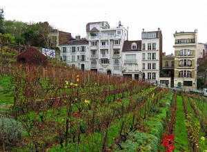Montmartre Vineyard