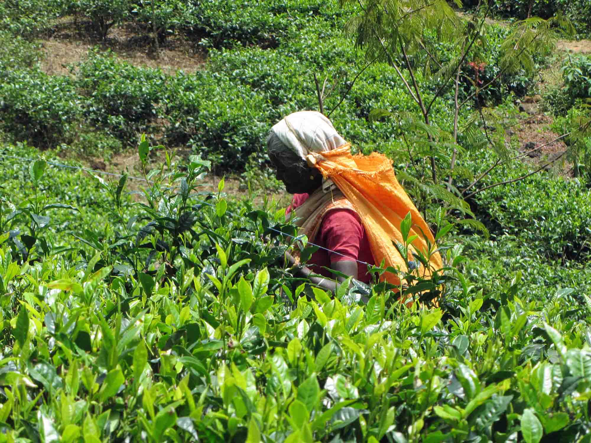 Sri Lanka: Tea picker on the Lipton Estate