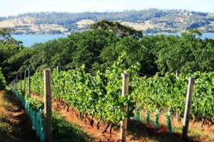 Vineyards around Bobbinfield