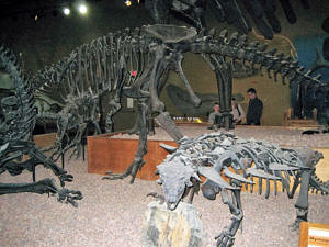 Wyoming Dinosaur Center: Reconstructed dinosaur skeletons