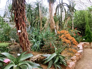 Succulent Collection - Botanic Garden