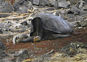 Saddleback Galapagos Tortoise