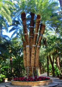 Imperial Palm